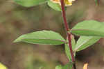 Narrowleaf evening-primrose